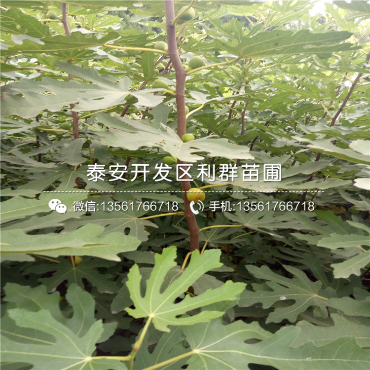 新疆早黄无花果苗、新疆早黄无花果苗新品种