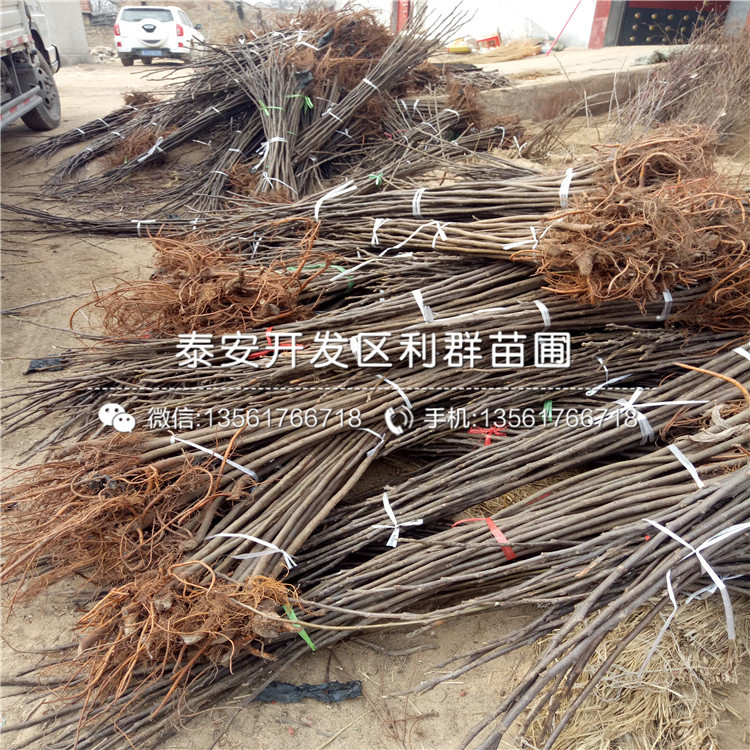 山東華麗無花果樹苗、山東華麗無花果樹苗基地