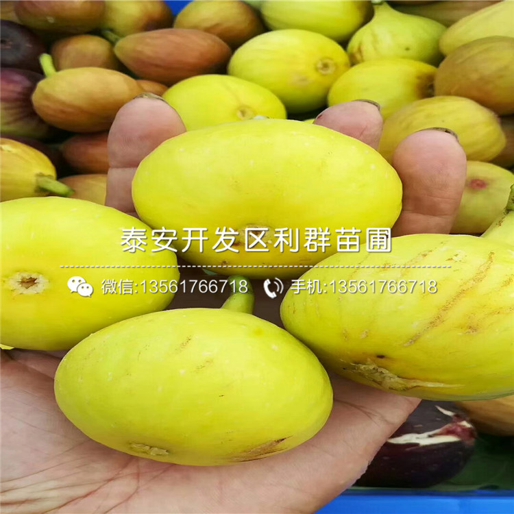 新疆早黄无花果苗、新疆早黄无花果苗新品种