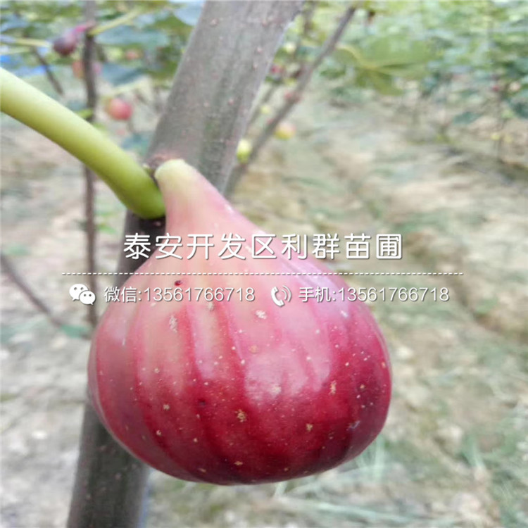 哪里有卖无花果苗、无花果苗价格是多少