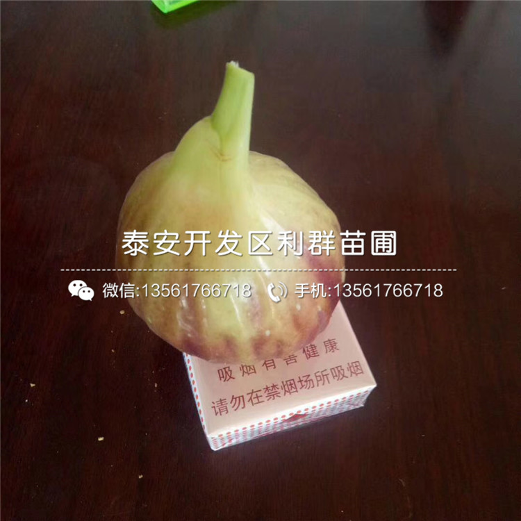 蓬萊柿無(wú)花果樹(shù)苗價(jià)格、2020年蓬萊柿無(wú)花果樹(shù)苗價(jià)格