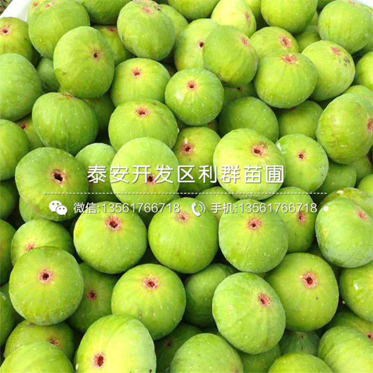 豐產(chǎn)黃無花果樹苗批發(fā)、2020年豐產(chǎn)黃無花果樹苗價格