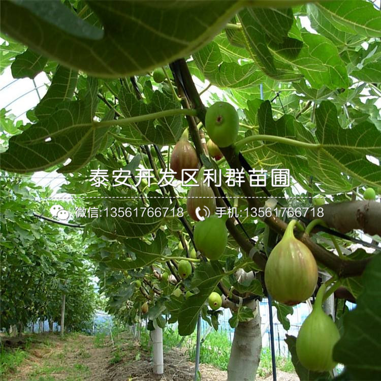2公分無花果苗、2公分無花果苗多少錢一棵
