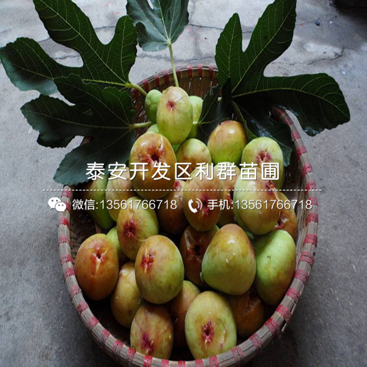 哪里有斯特拉無(wú)花果樹(shù)苗批發(fā)、斯特拉無(wú)花果樹(shù)苗多少錢(qián)一棵
