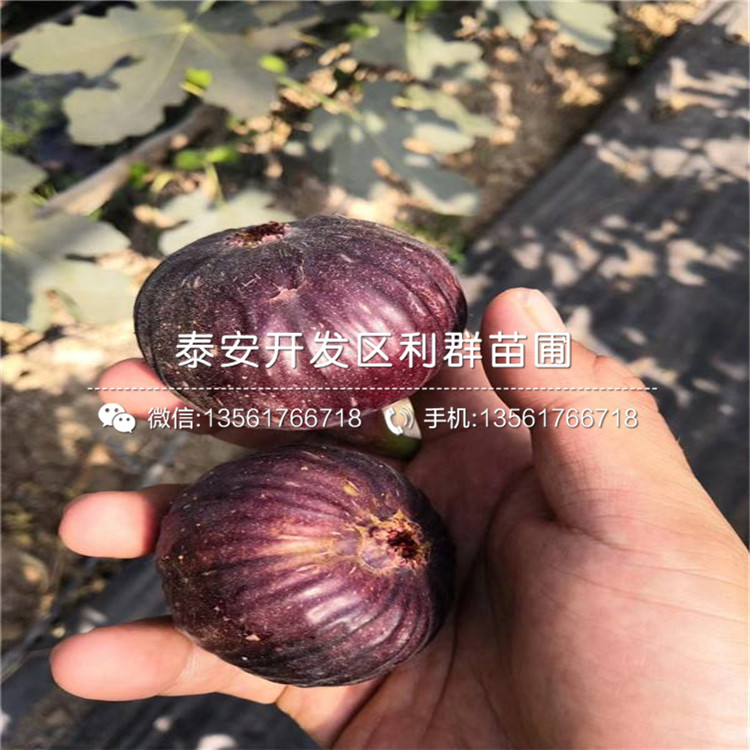 豐產(chǎn)黃無花果苗價格、豐產(chǎn)黃無花果苗價格及報價