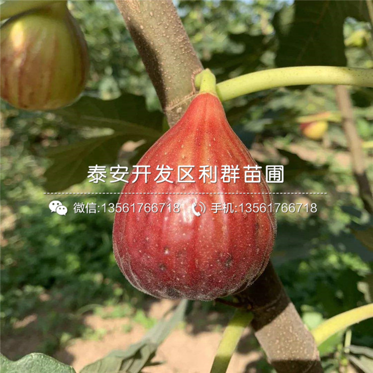 新品种蓬莱柿无花果苗、蓬莱柿无花果苗多少钱一棵