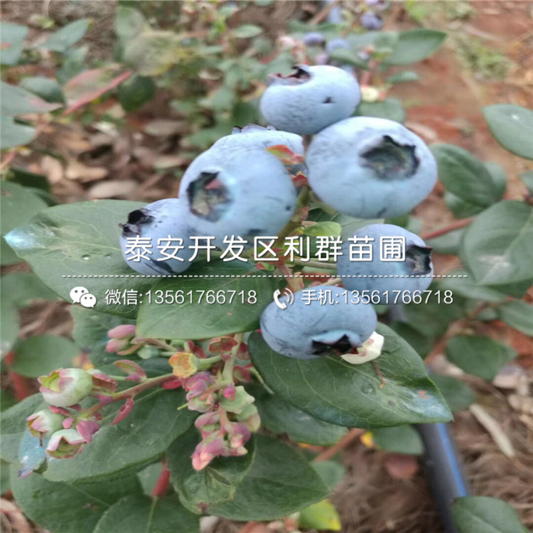 天后藍(lán)莓苗品種介紹、天后藍(lán)莓苗多少錢一棵