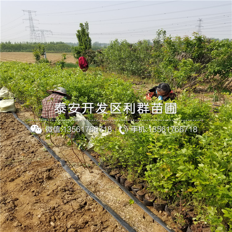 莱克西蓝莓树苗、莱克西蓝莓树苗出售基地