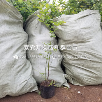 山東久比利藍莓苗