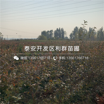 火花藍莓苗出售、火花藍莓苗價格及報價