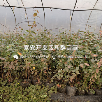甜心藍莓苗品種介紹、甜心藍莓苗多少錢一棵