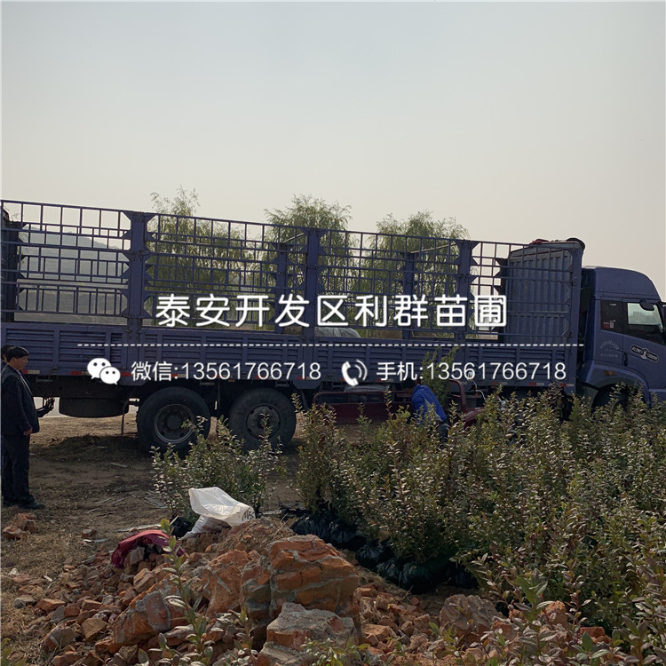雙豐藍(lán)莓樹(shù)苗多少錢、雙豐藍(lán)莓樹(shù)苗多少錢一棵