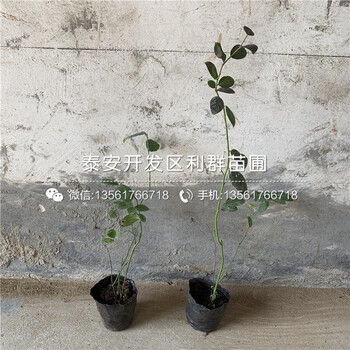 2020年伊麗莎白藍莓苗報價、今年伊麗莎白藍莓苗價格是多少