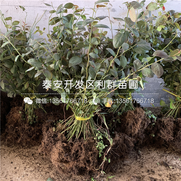 山東坤藍藍莓苗、山東坤藍藍莓苗價格及報價