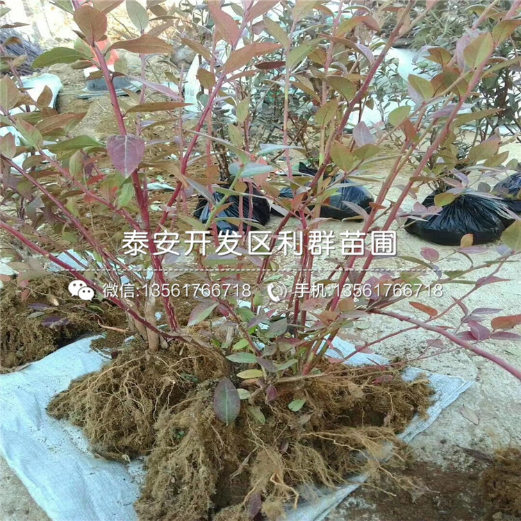 5年生藍(lán)莓樹苗出售、5年生藍(lán)莓樹苗價(jià)格