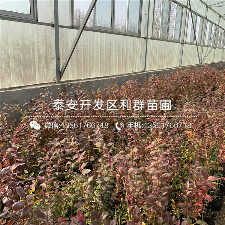 天后藍(lán)莓苗、天后藍(lán)莓苗價(jià)格多少