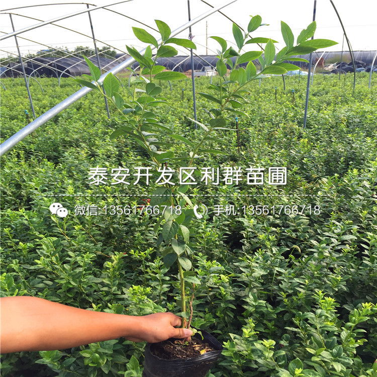 新品種沃農藍莓樹苗、沃農藍莓樹苗多少錢一棵