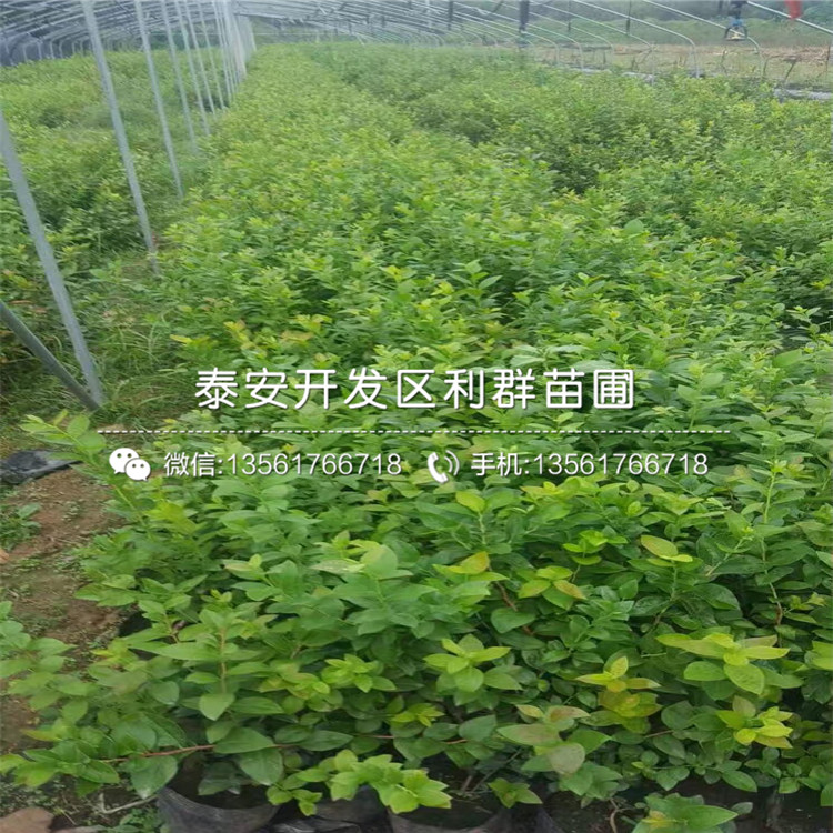 納爾遜藍莓樹苗、納爾遜藍莓樹苗報價及價格