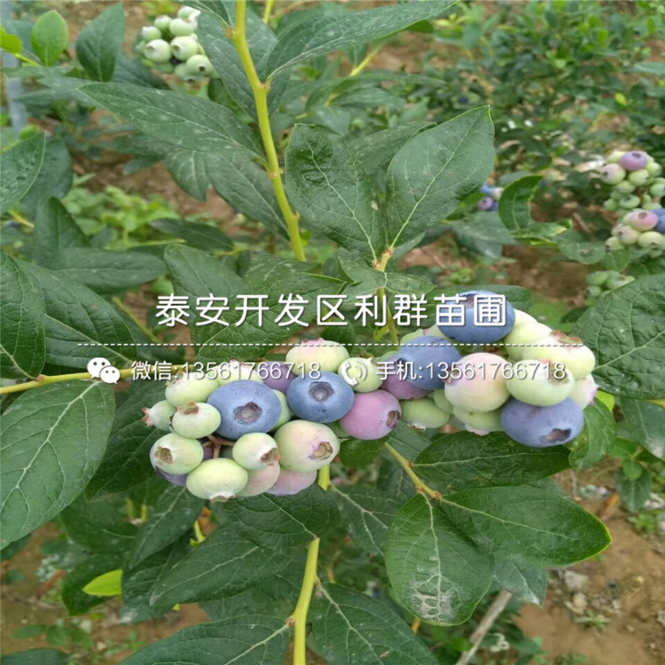 巨人蓝莓树苗、巨人蓝莓树苗出售