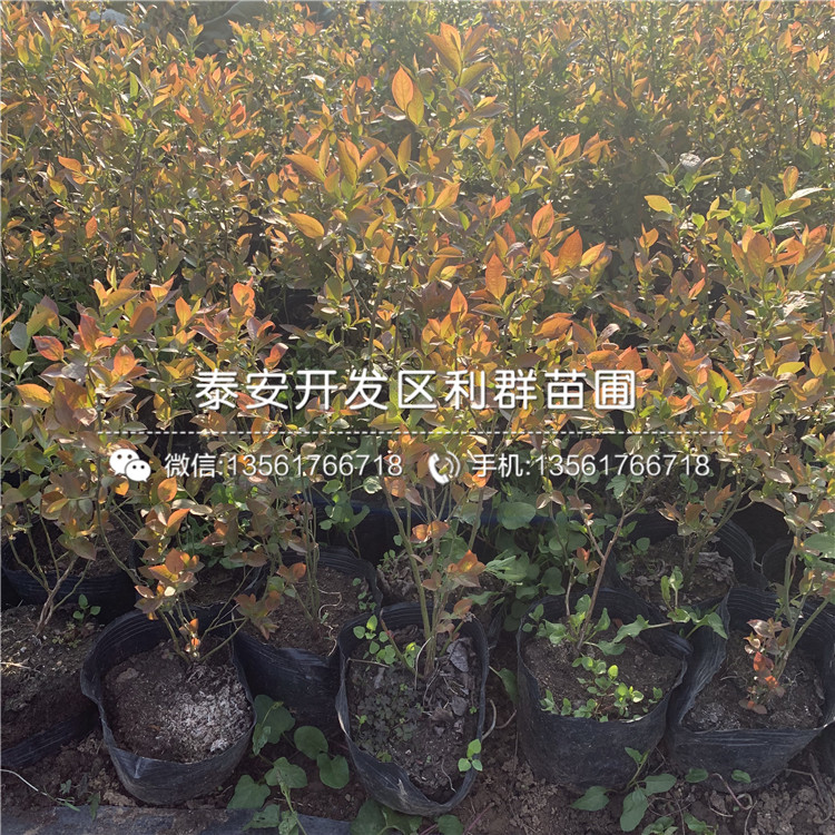 山東坤藍藍莓苗、山東坤藍藍莓苗價格及報價