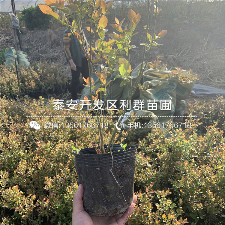 藍(lán)美人藍(lán)莓樹(shù)苗品種介紹、藍(lán)美人藍(lán)莓樹(shù)苗多少錢一棵
