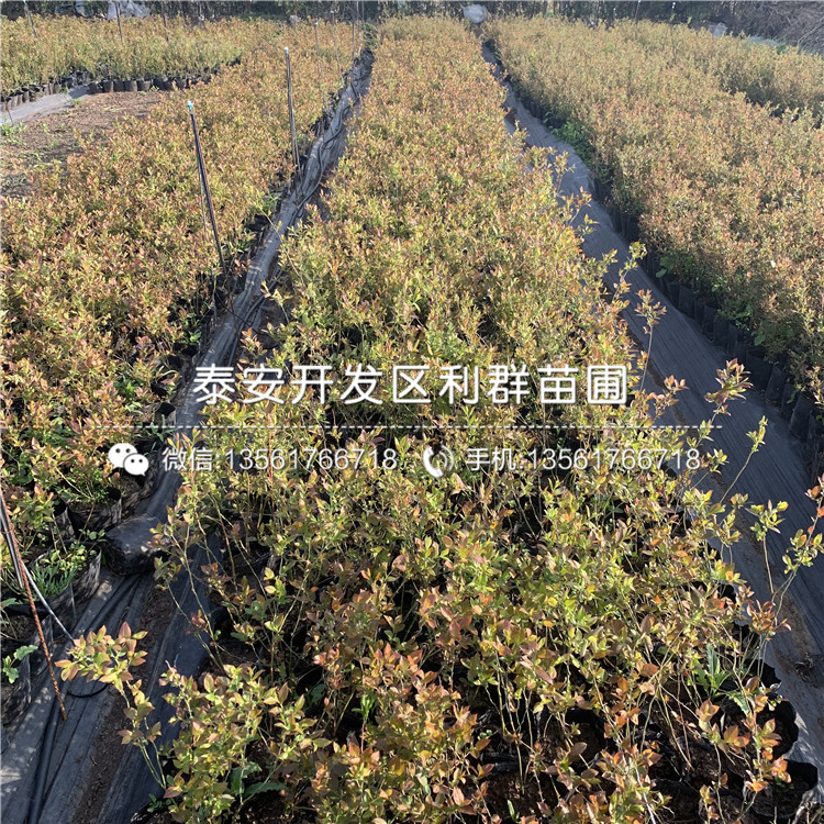 美登藍(lán)莓樹(shù)苗出售、美登藍(lán)莓樹(shù)苗價(jià)格