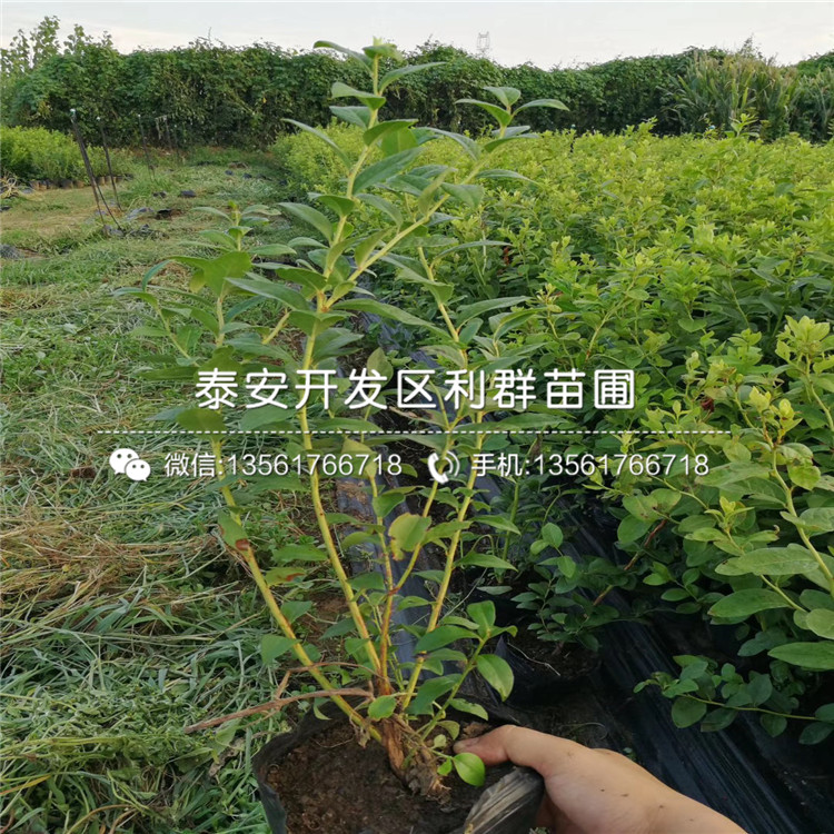 山东北蓝蓝莓树苗、北蓝蓝莓树苗基地