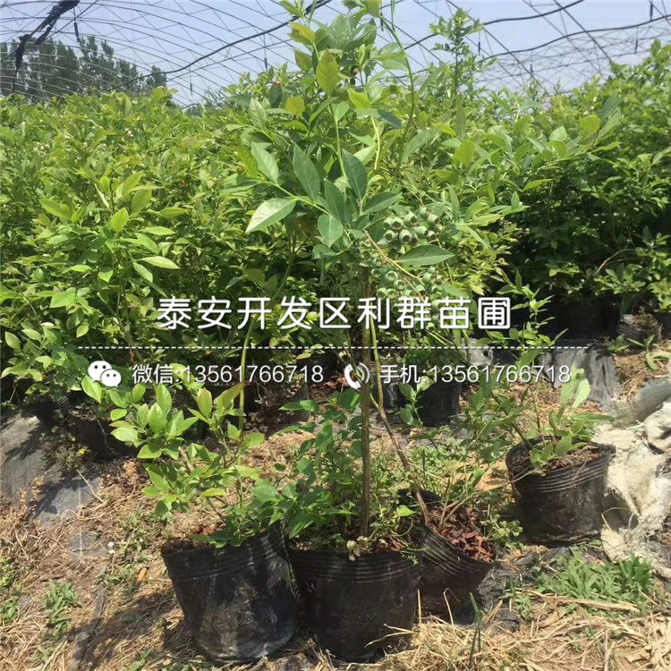 比洛克西藍莓苗價格、2020年比洛克西藍莓苗價格