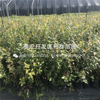 3年生藍莓苗、3年生藍莓苗出售價格