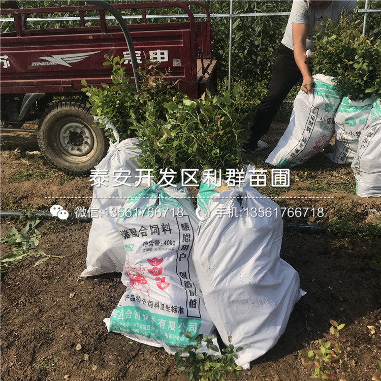 脫毒藍莓苗報價、脫毒藍莓苗多少錢一棵