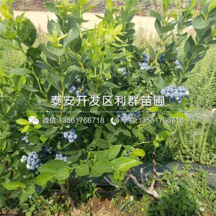 3年生蓝莓苗、3年生蓝莓苗出售价格