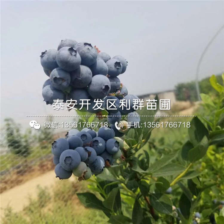 頂峰藍莓樹苗、頂峰藍莓樹苗出售基地