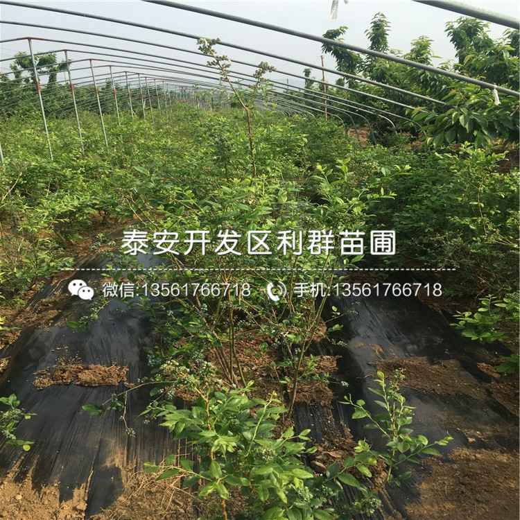 出售蓝莓苗批发价格、出售蓝莓苗多少钱一棵