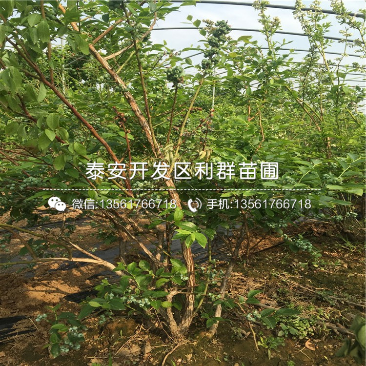 莱克西蓝莓树苗、莱克西蓝莓树苗出售基地