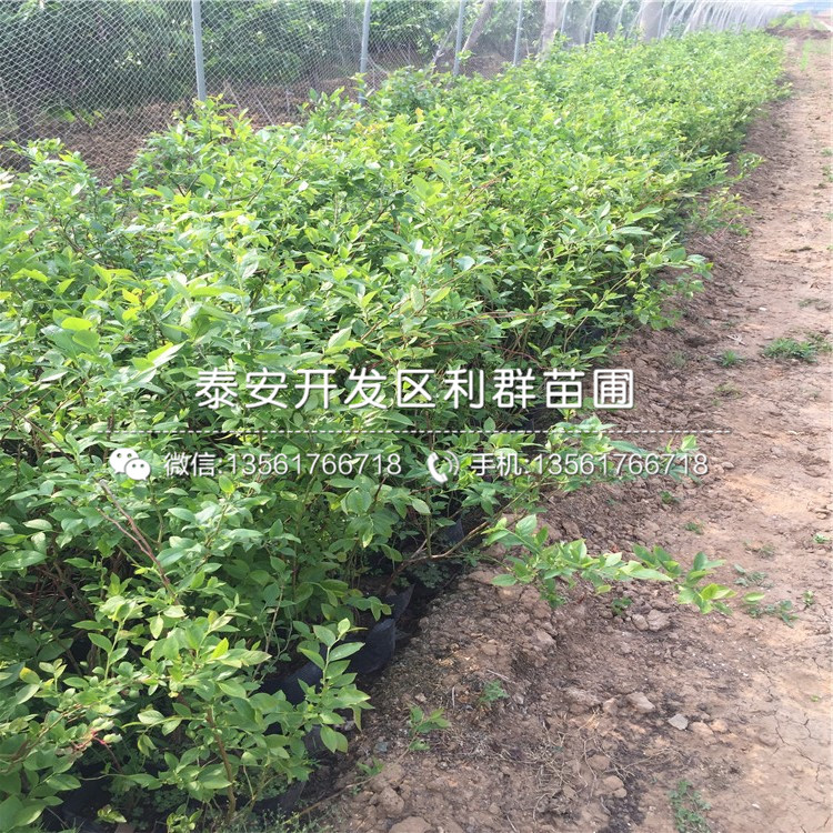 山東雙豐藍莓樹苗、山東雙豐藍莓樹苗出售