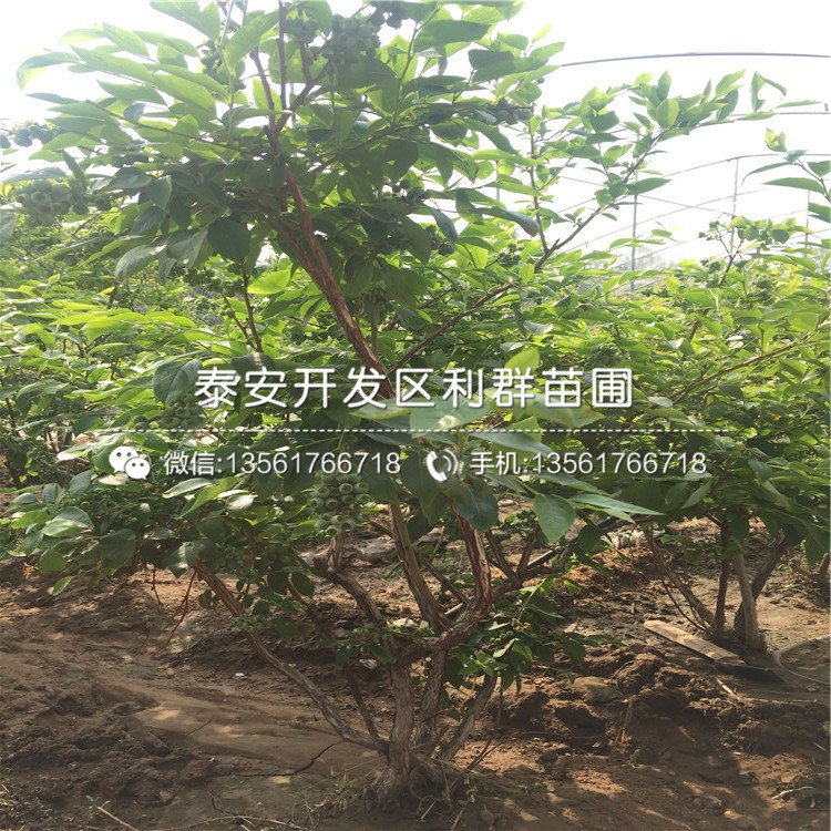 珠寶藍(lán)莓苗品種介紹、珠寶藍(lán)莓苗多少錢一棵