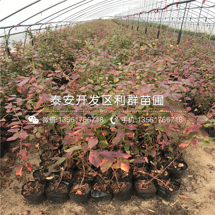 天后藍莓苗、天后藍莓苗多少錢一株