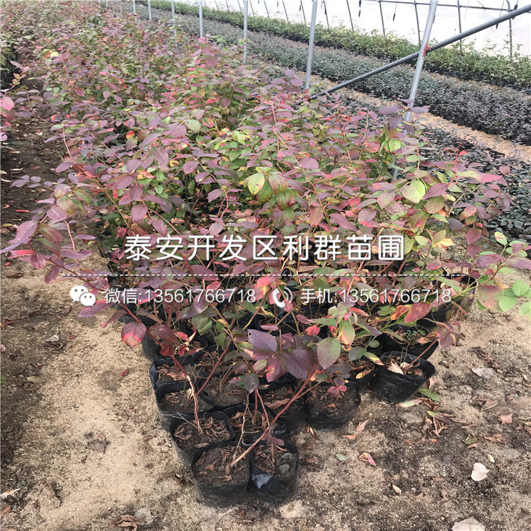 山東瞳仁藍莓樹苗、山東瞳仁藍莓樹苗批發