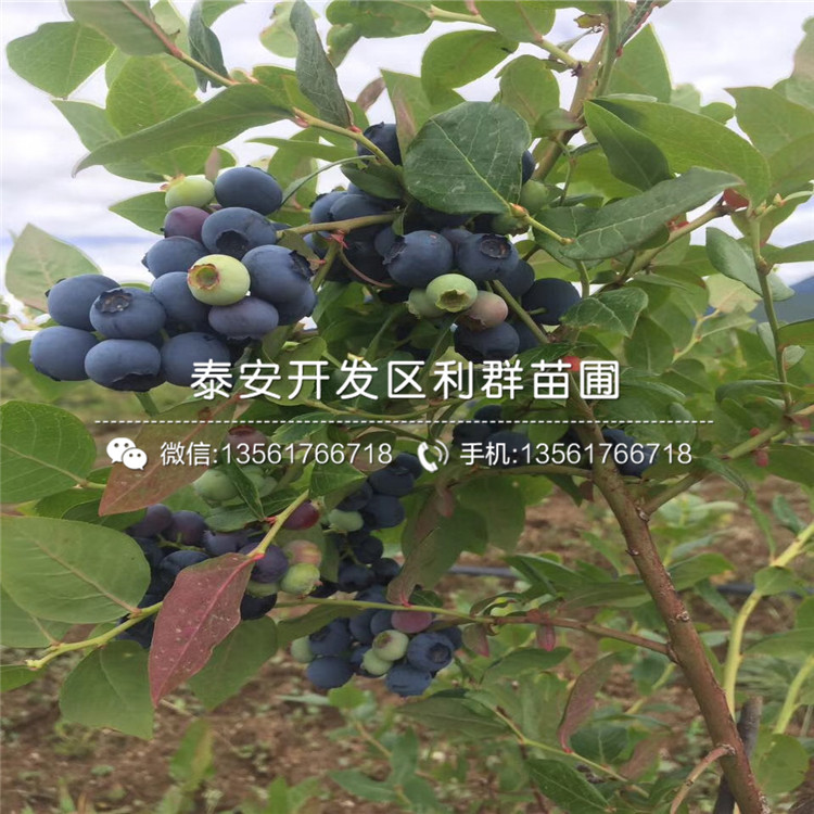 北陆蓝莓苗、北陆蓝莓苗多少钱一株