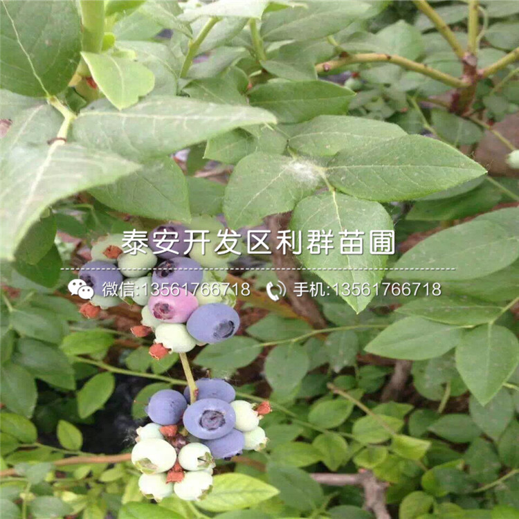 藍(lán)美人藍(lán)莓樹(shù)苗品種介紹、藍(lán)美人藍(lán)莓樹(shù)苗多少錢一棵