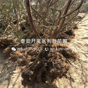 2020年巴爾德溫藍(lán)莓苗報(bào)價(jià)、巴爾德溫藍(lán)莓苗多少錢一棵