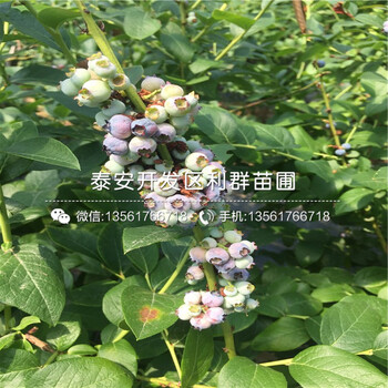 山东北蓝蓝莓树苗、北蓝蓝莓树苗基地