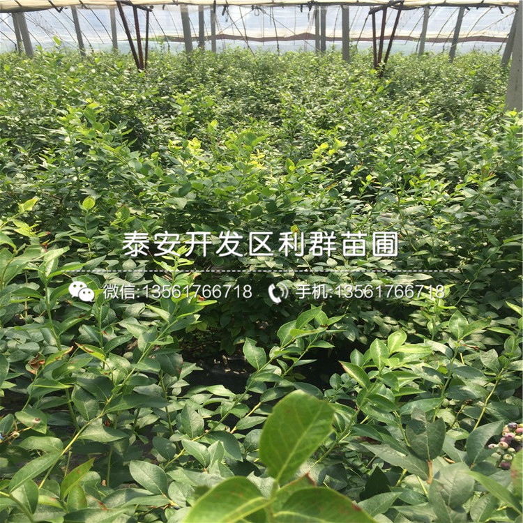 燦爛藍莓苗報價、燦爛藍莓苗多少錢一棵