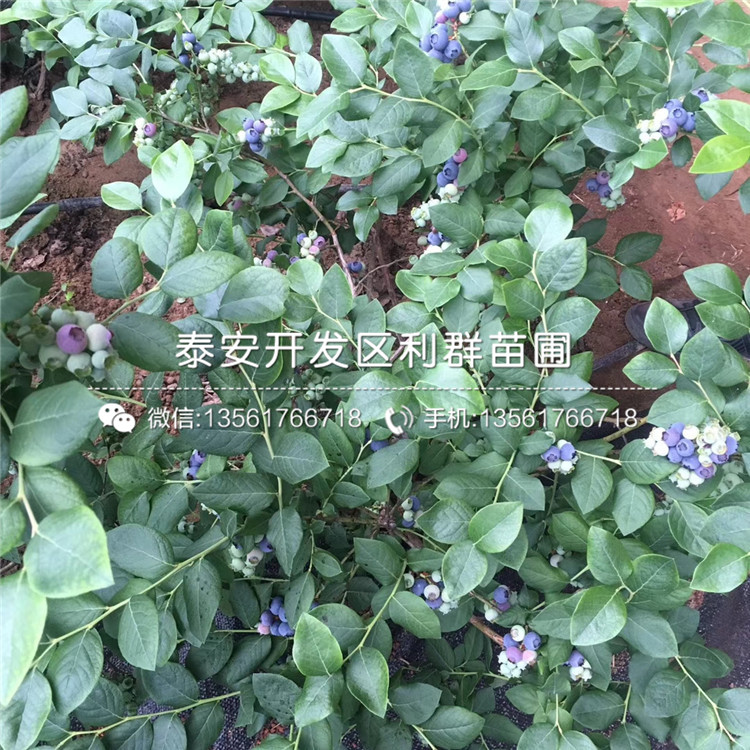 山東赫伯特藍莓苗、山東赫伯特藍莓苗出售