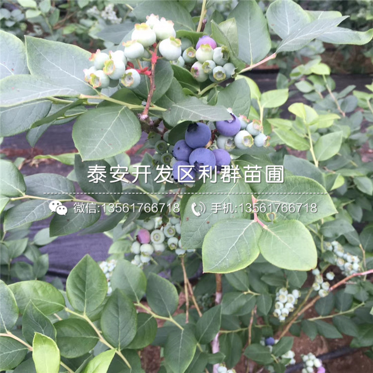 山東脫毒藍莓苗、脫毒藍莓苗價格