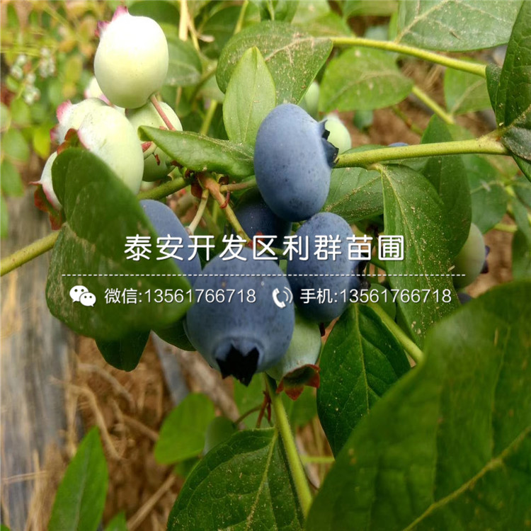 塞拉蓝莓树苗价格、塞拉蓝莓树苗多少钱一棵