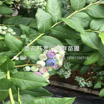 天后藍(lán)莓苗、天后藍(lán)莓苗品種