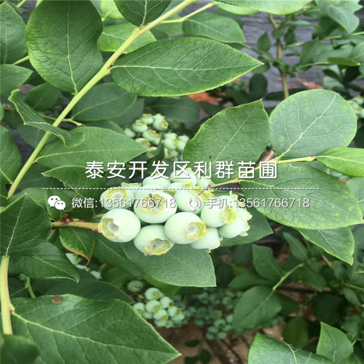 早熟蓝莓树苗品种介绍、早熟蓝莓树苗多少钱一棵