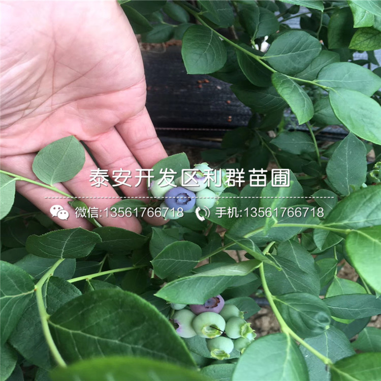 山東愛國者藍(lán)莓樹苗、山東愛國者藍(lán)莓樹苗出售