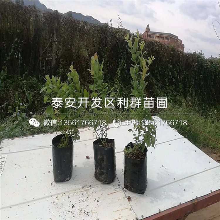 天后藍(lán)莓苗、天后藍(lán)莓苗價(jià)格多少